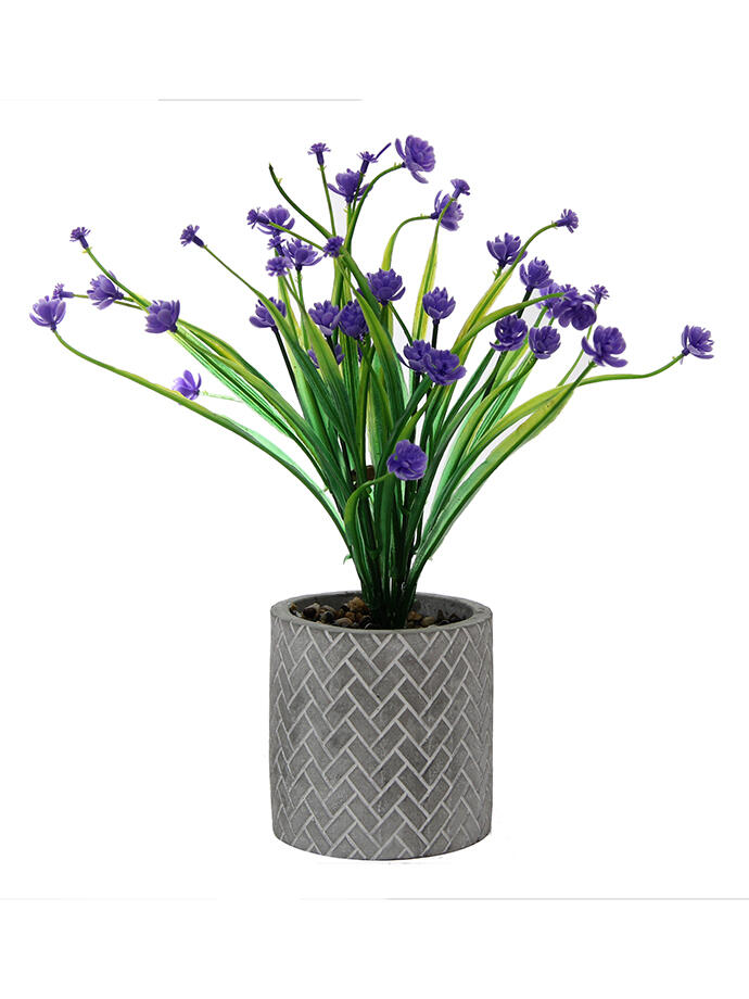 Camelia en Maceta Ceramica